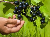 hand with black currant on the blurred background