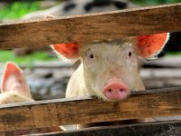 В регионе – вспышка  африканской чумы свиней
