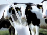 Ивановские коровы в ушедшем году стали щедрее